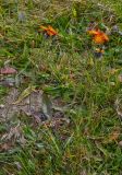 Pilosella aurantiaca. Цветущие растения. Румыния, жудец Бистрица-Нэсуд, луг около трассы Е58. 01.10.2016.