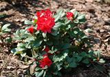 Rhododendron forrestii. Цветущее растение. Москва, ботанический сад МГУ \"Аптекарский огород\". 04.05.2008.