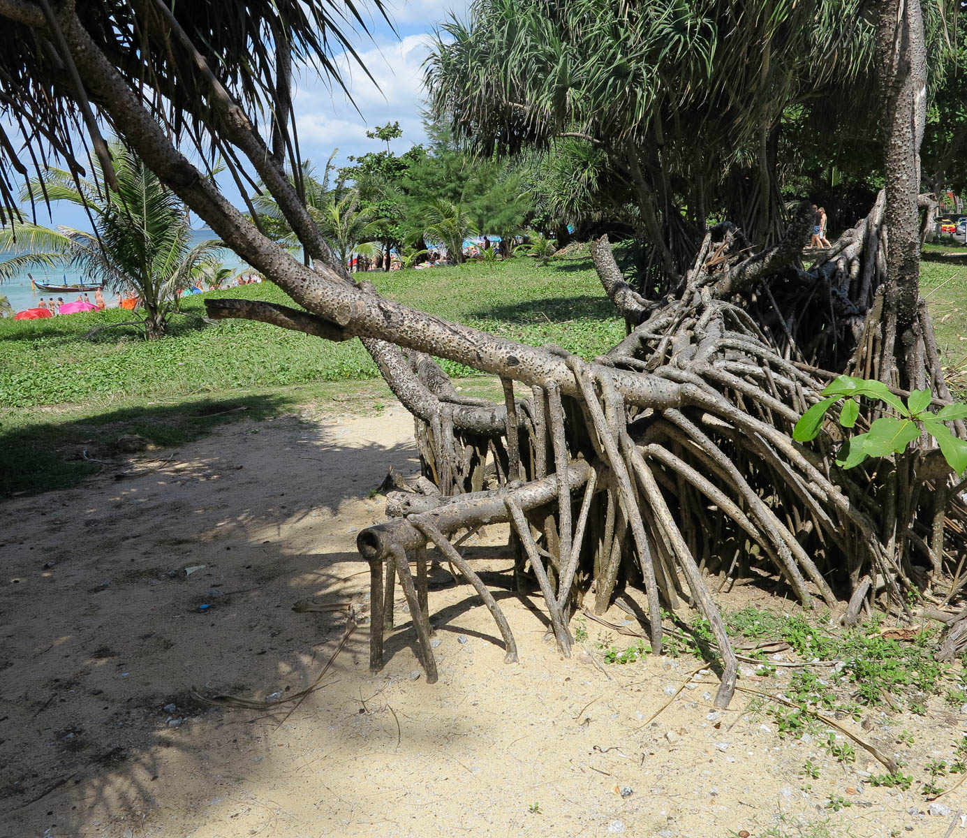 Image of Pandanus tectorius specimen.