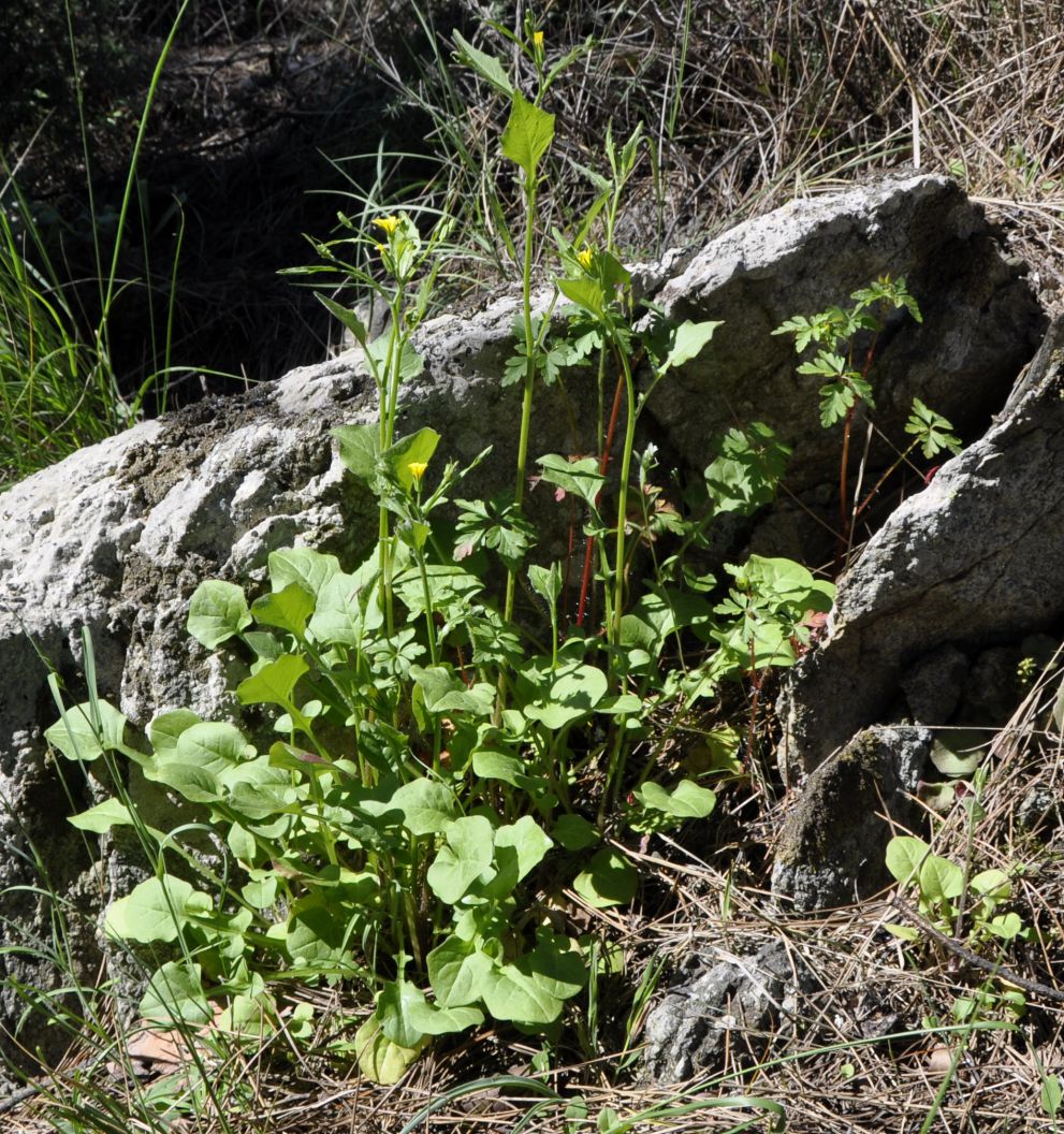 Изображение особи Rhagadiolus stellatus.