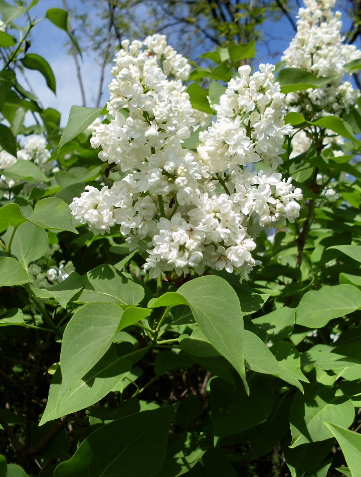 Image of Syringa vulgaris specimen.