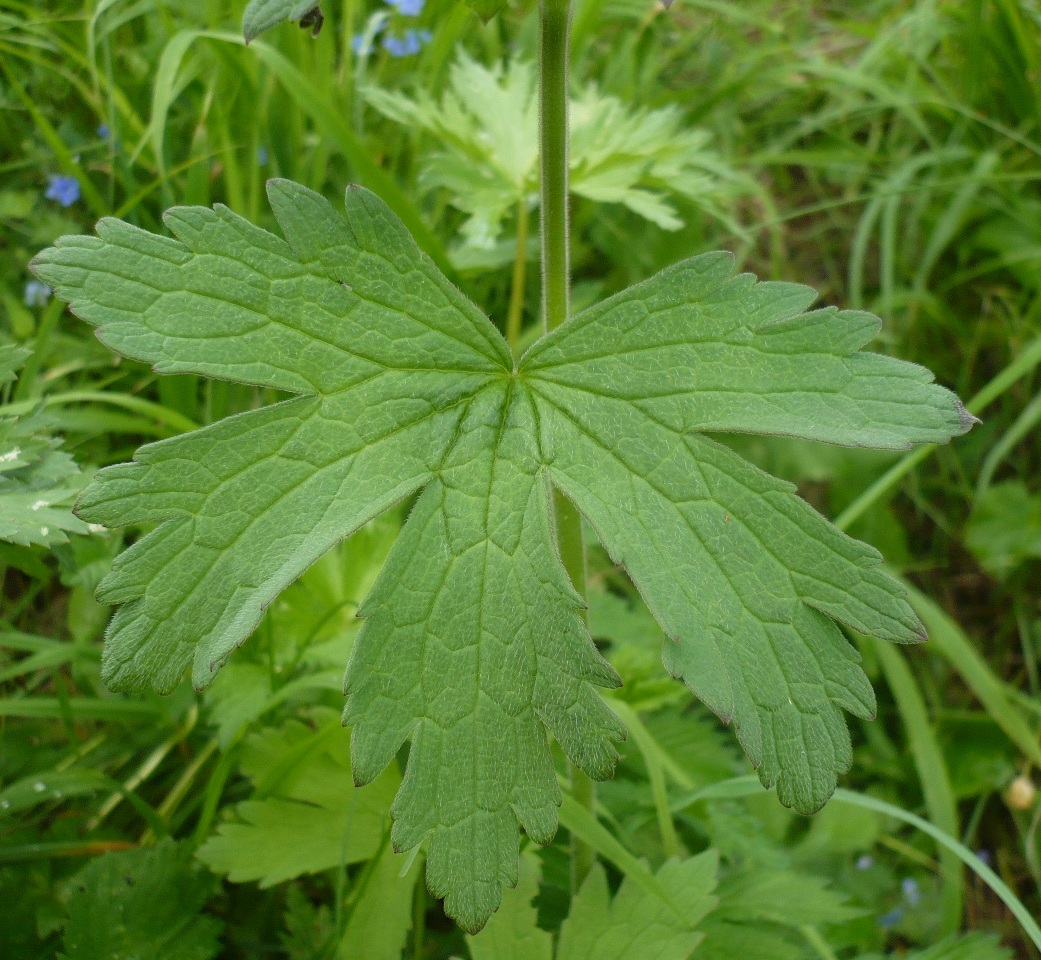 Изображение особи Geranium sylvaticum.