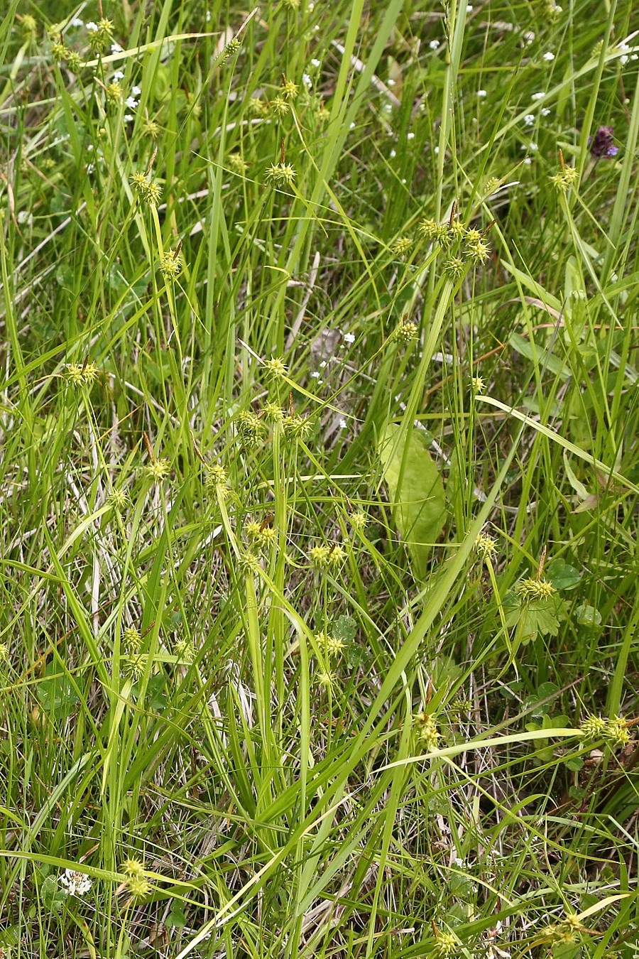 Image of Carex flava specimen.