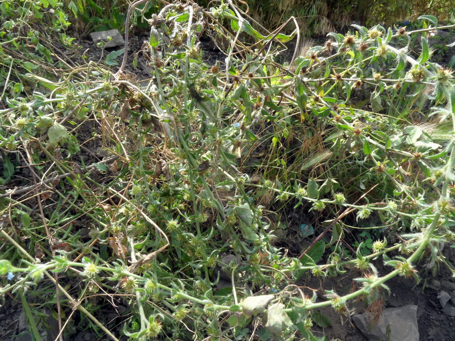 Image of Lappula squarrosa specimen.