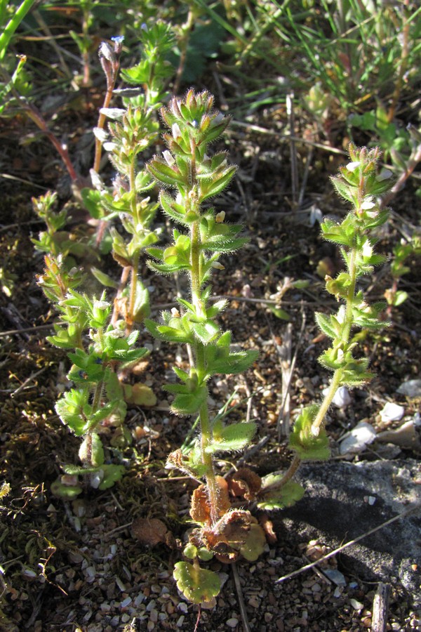 Image of Veronica arvensis specimen.