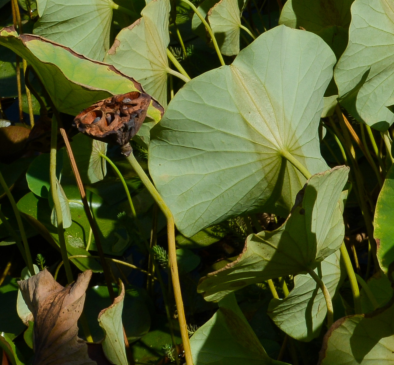 Image of Nelumbo nucifera specimen.