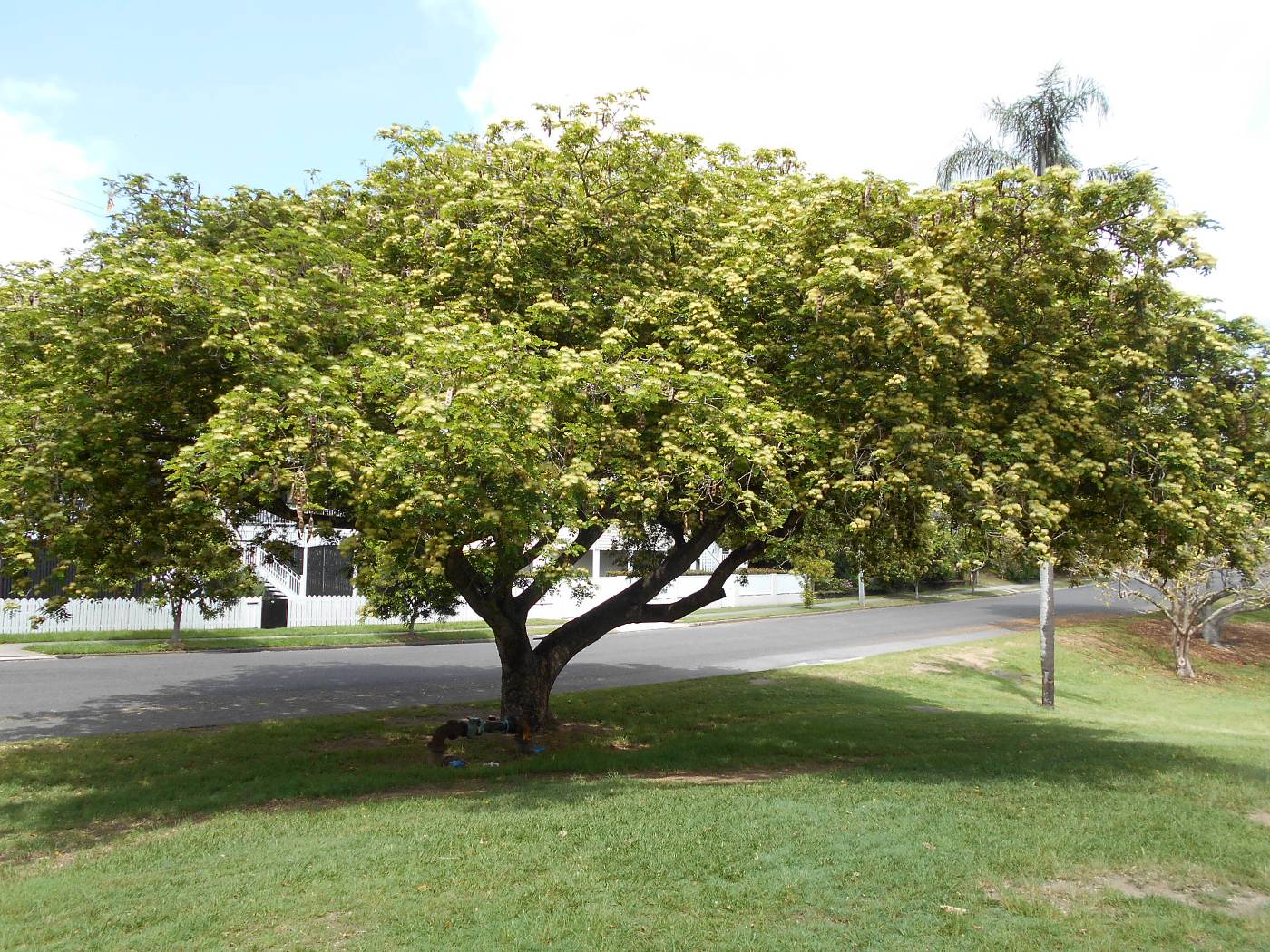 Image of Albizia lebbeck specimen.