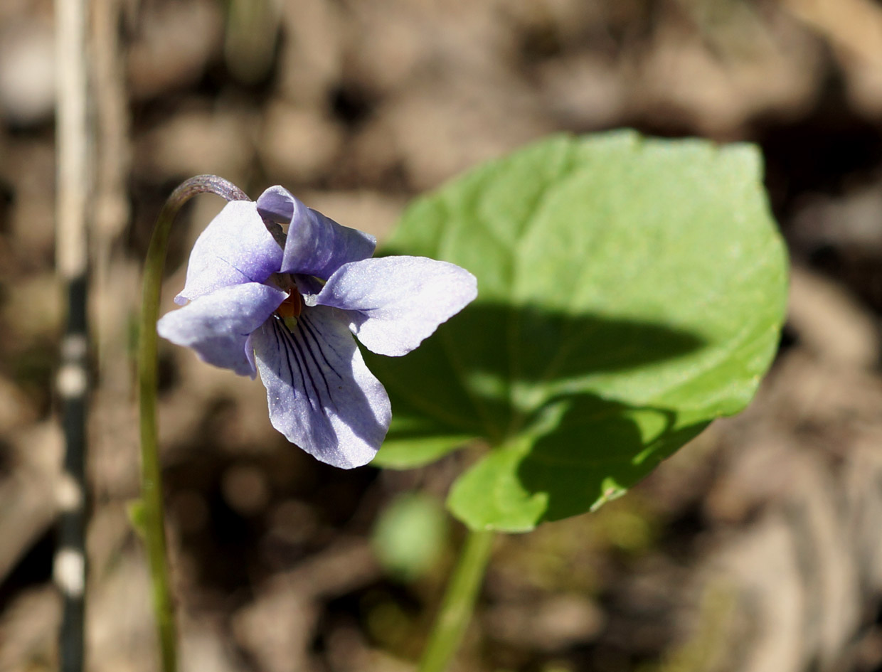 Image of Viola epipsiloides specimen.