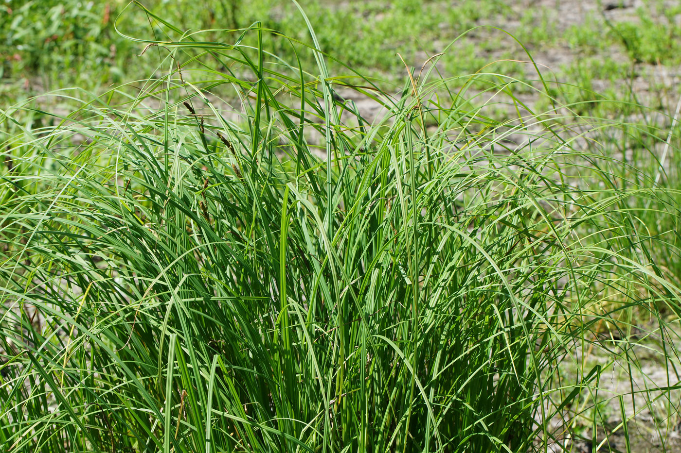 Image of Carex vesicaria specimen.