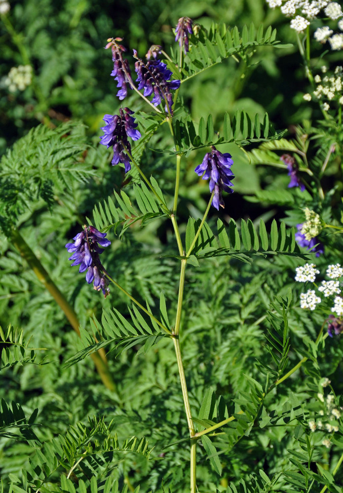 Image of Vicia cracca specimen.