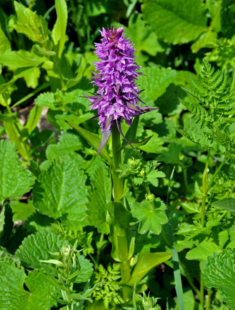 Image of Dactylorhiza euxina specimen.