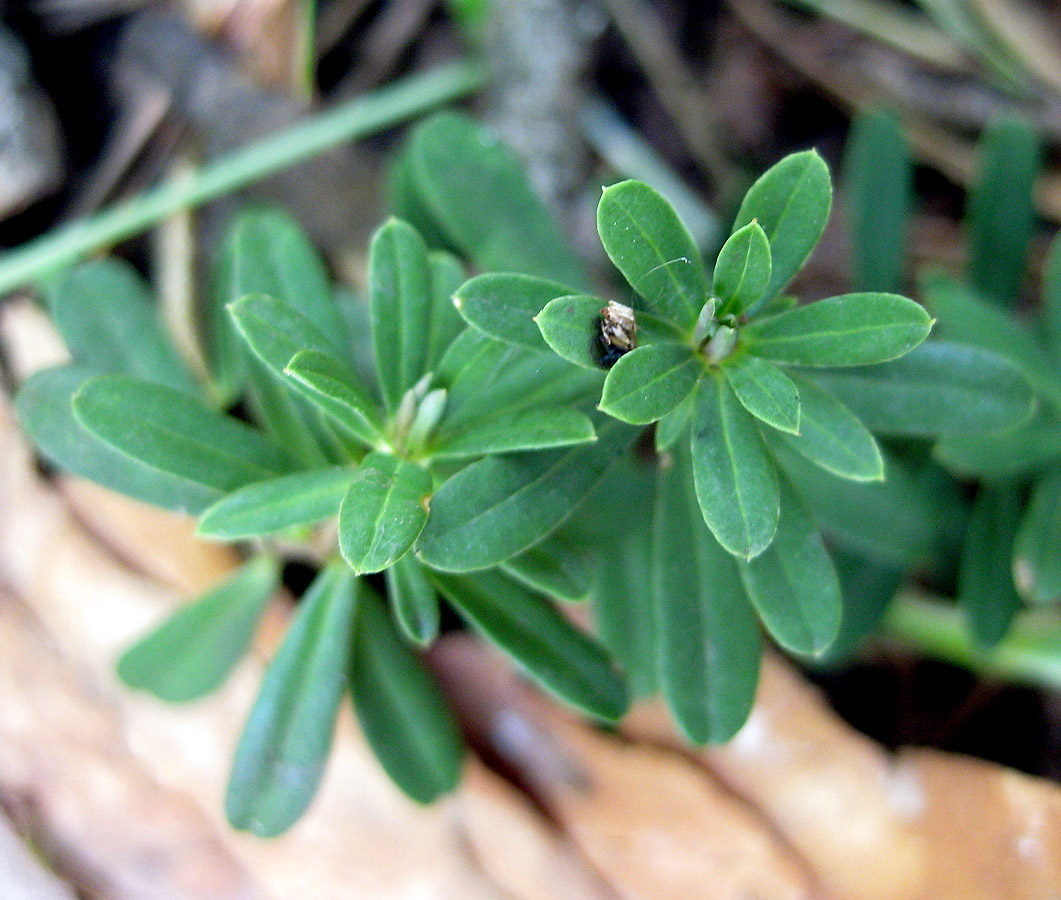 Image of Daphne cneorum specimen.