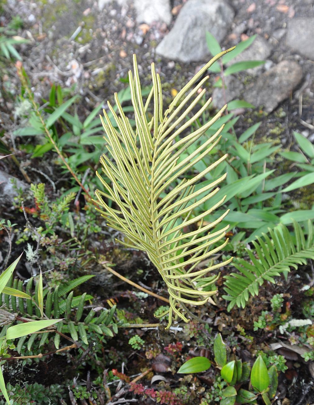 Image of genus Blechnum specimen.