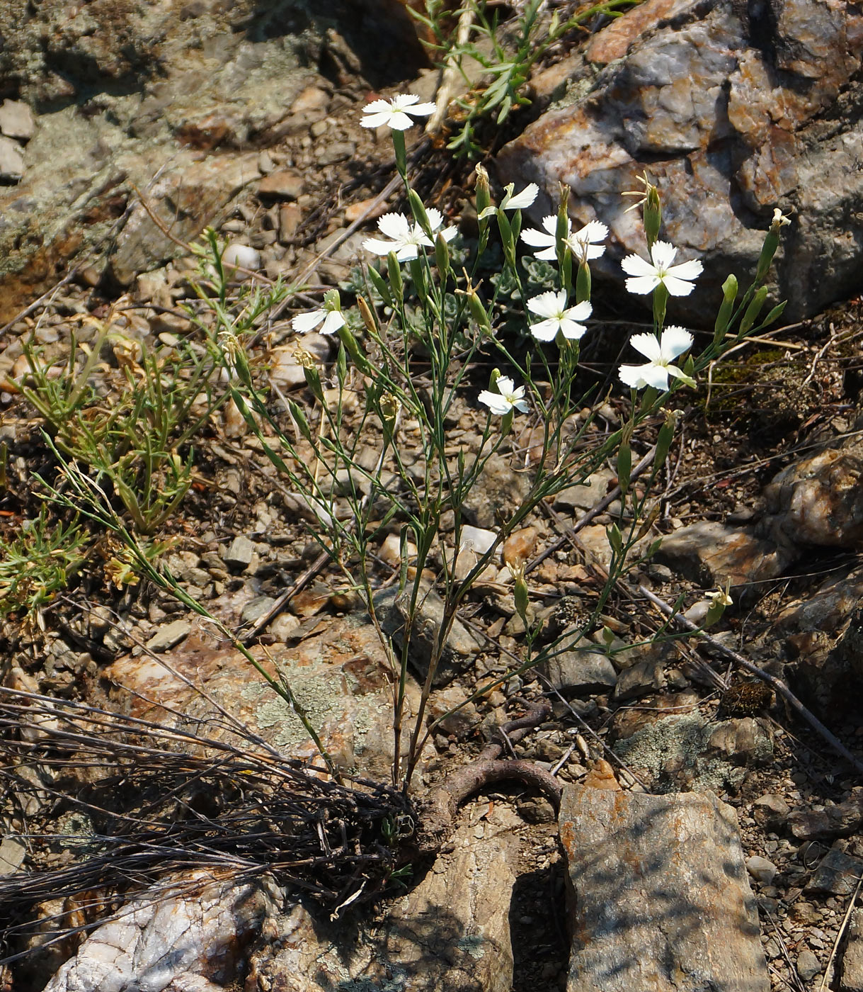 Изображение особи Dianthus ramosissimus.