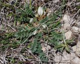 Astragalus humilis. Цветущее растение. Северная Осетия, Алагирское ущелье, окр. пос. Ниж. Унал, засушливая котловина, 950 м н.у.м. 07.05.2010.