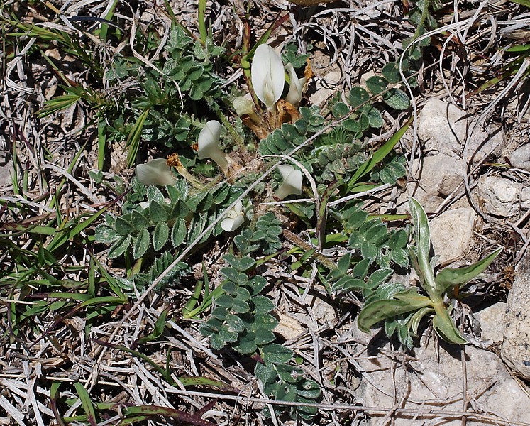 Изображение особи Astragalus humilis.