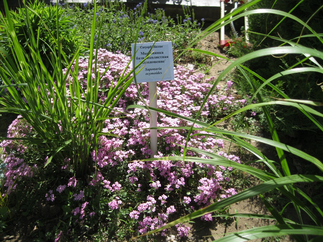 Image of Saponaria ocymoides specimen.