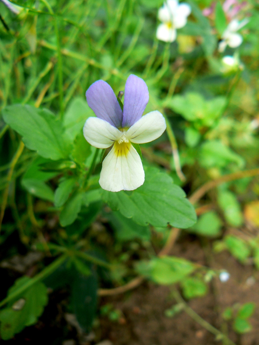 Изображение особи Viola tricolor.