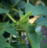 Datura stramonium. Верхушка побега с бутоном. Пермский край, г. Пермь, Кировский р-н, клумба у жилого дома. 07.08.2018.