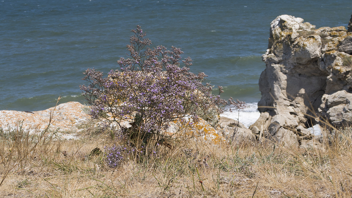 Image of Limonium scoparium specimen.