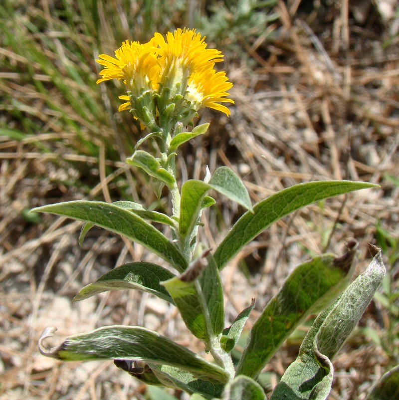 Image of Inula germanica specimen.