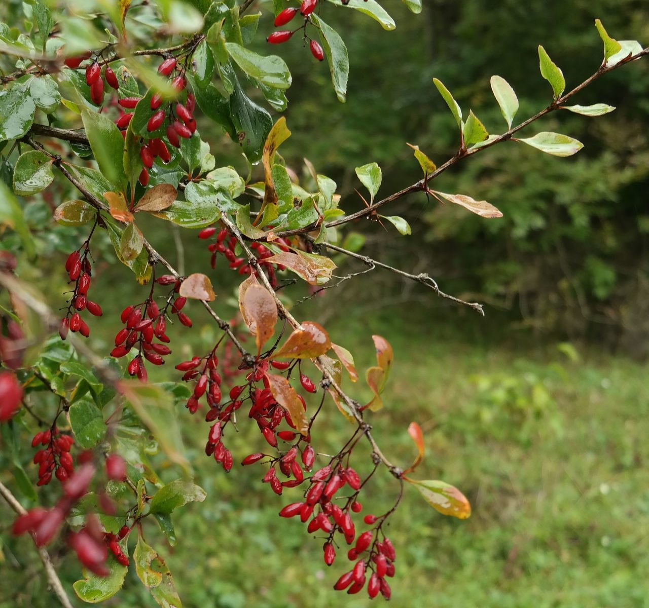 Изображение особи Berberis vulgaris.