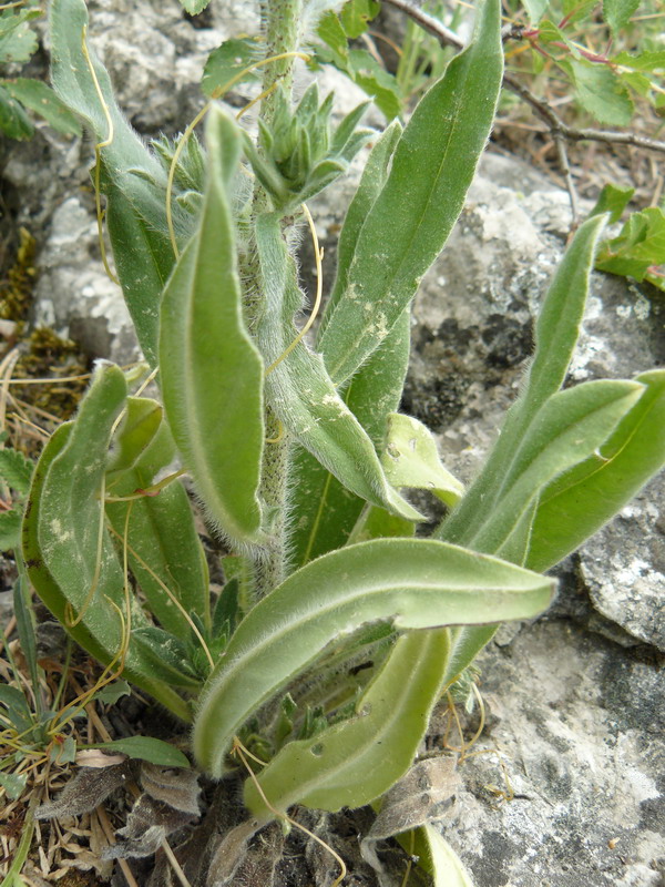 Image of Echium vulgare specimen.