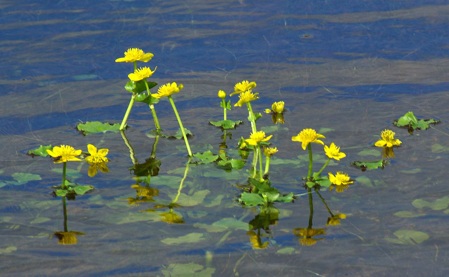 Image of genus Caltha specimen.