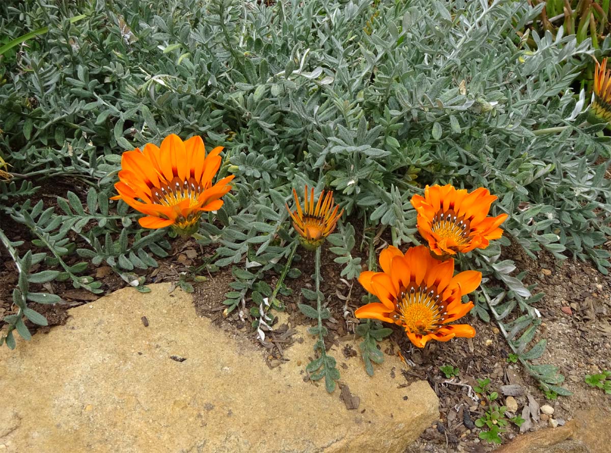 Изображение особи Gazania rigida.