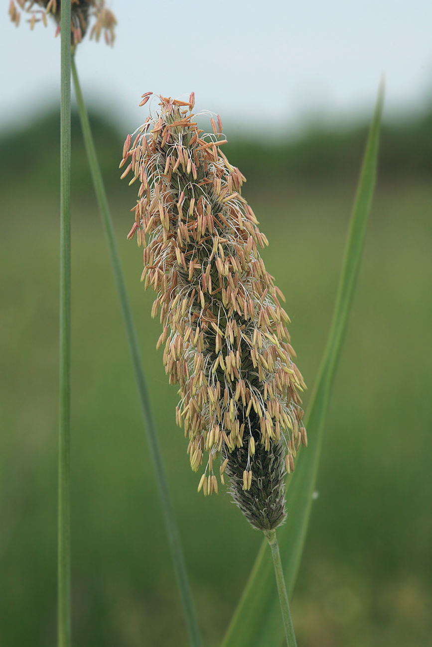 Image of Alopecurus arundinaceus specimen.