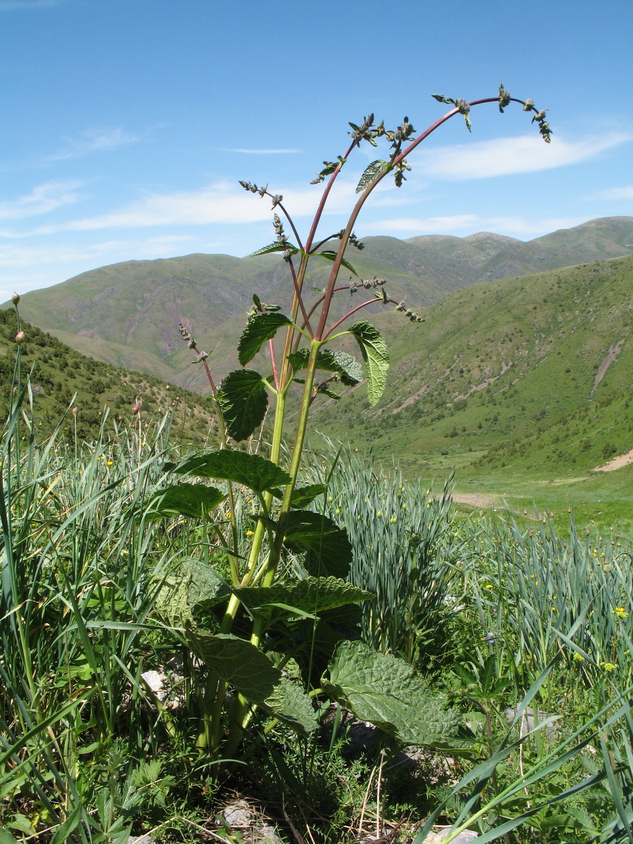 Image of Phlomoides brachystegia specimen.