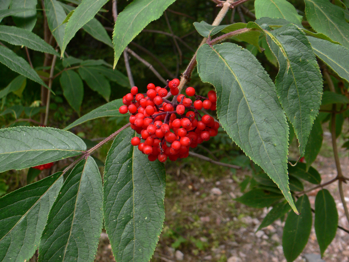 Изображение особи Sambucus sibirica.