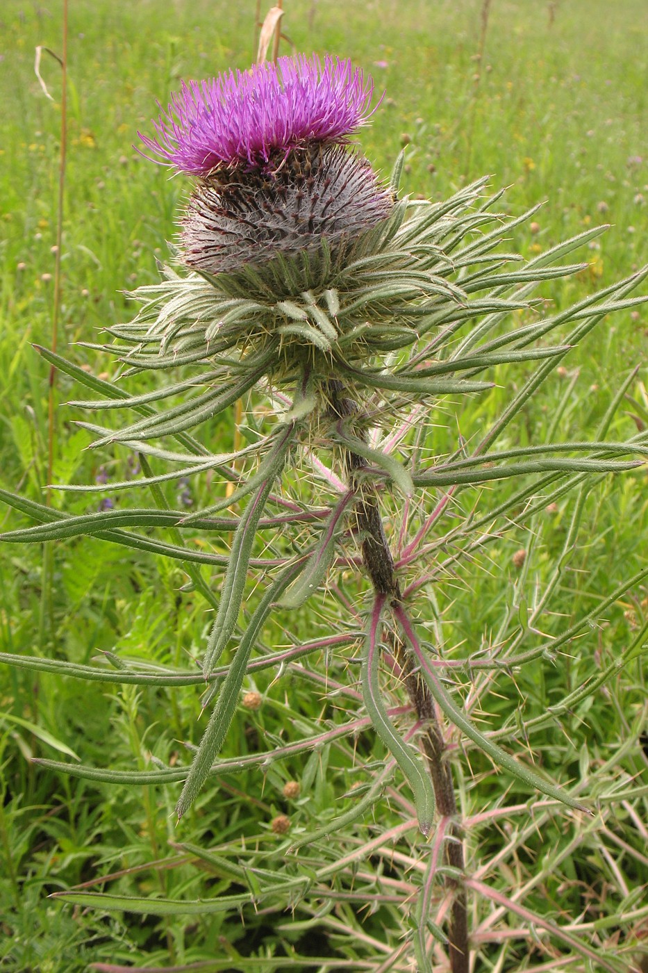 Изображение особи Cirsium polonicum.