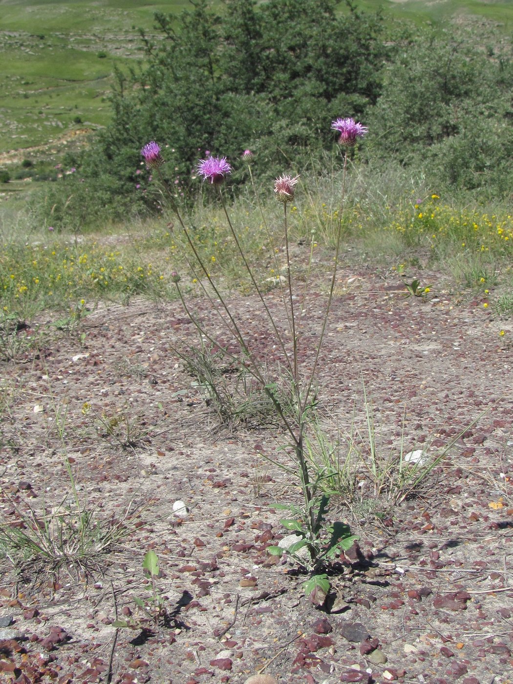 Image of Jurinea alata specimen.