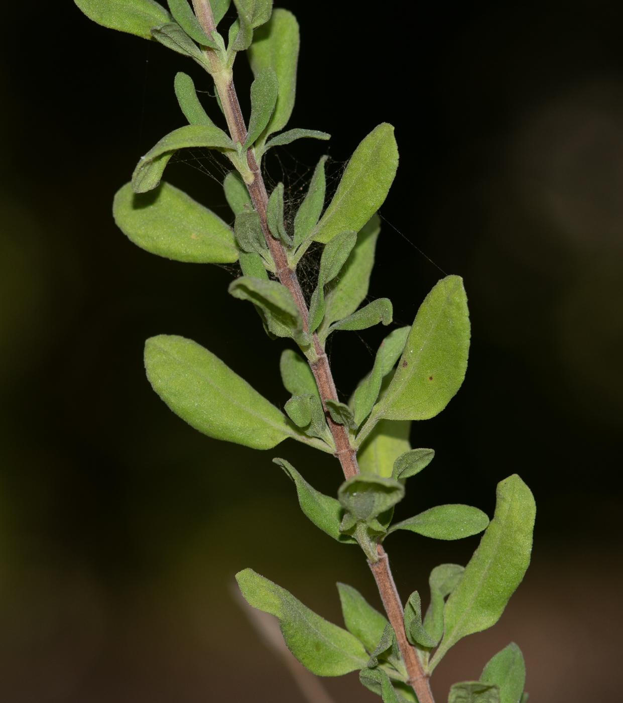 Image of Salvia greggii specimen.