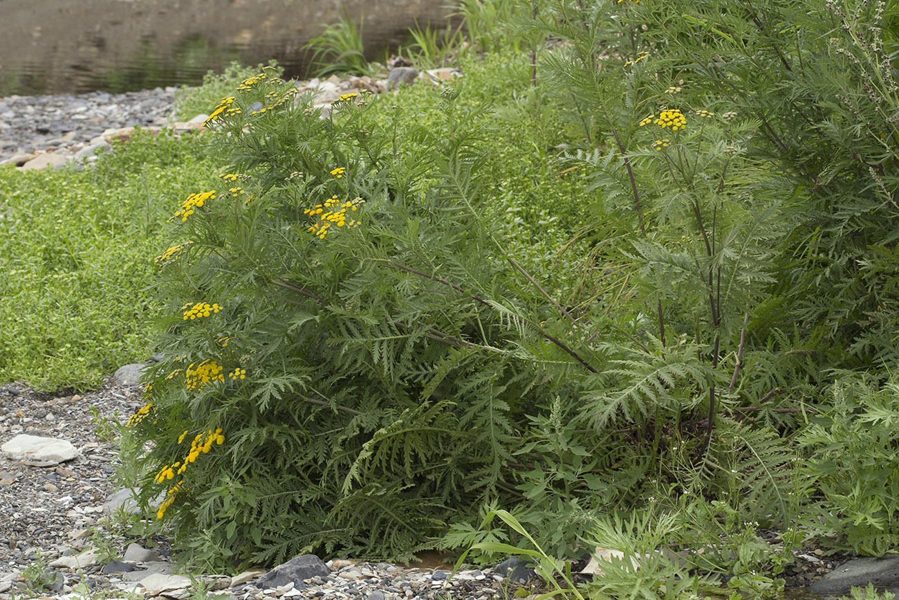 Изображение особи Tanacetum boreale.