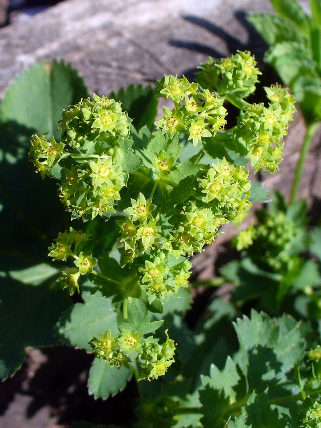 Image of Alchemilla pycnoloba specimen.