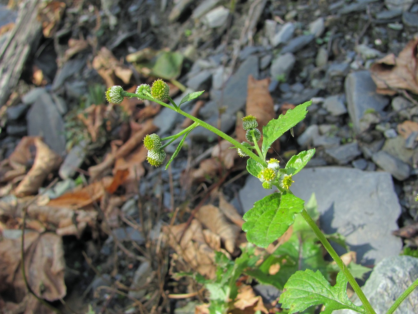 Image of Dichrocephala integrifolia specimen.