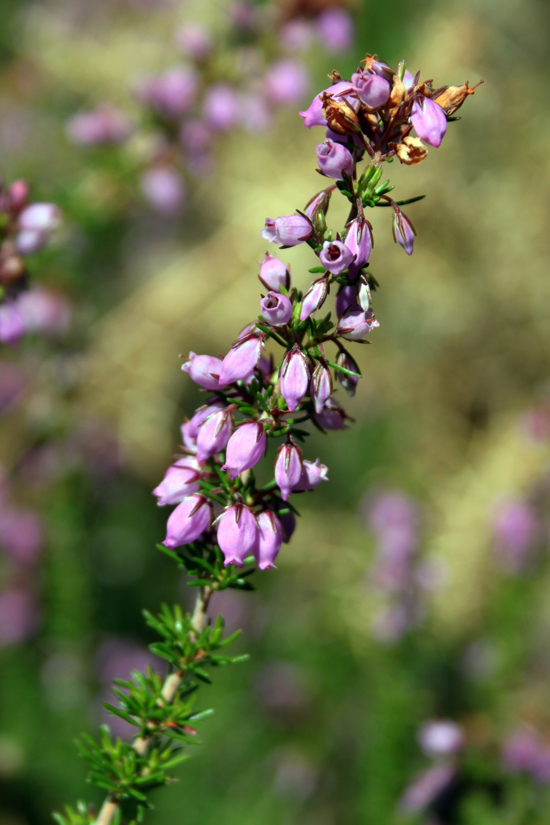 Image of Erica cinerea specimen.