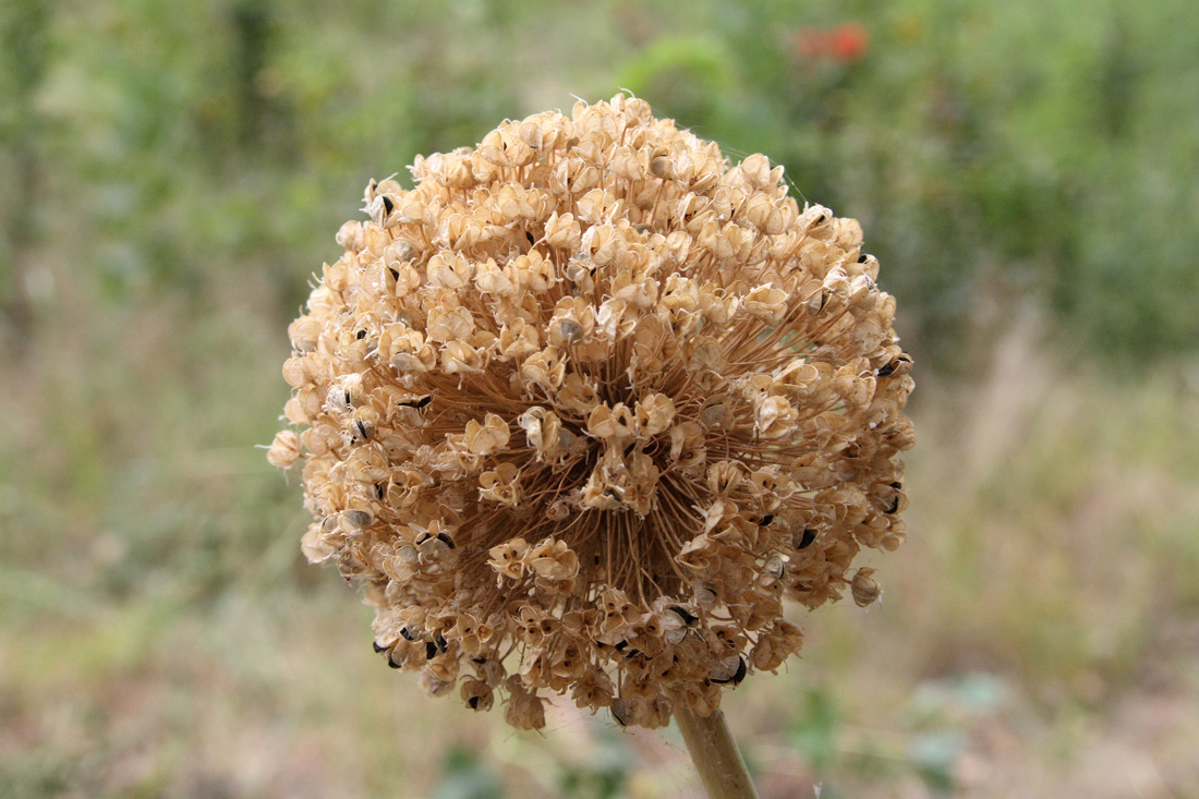 Изображение особи Allium praemixtum.