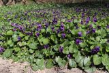 Viola odorata. Цветущие растения в сообществе с Ficaria calthifolia (кожистые листья). Крым, Севастополь, Ушакова балка. 17.03.2020.