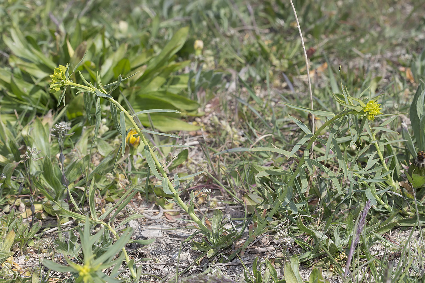 Image of Euphorbia virgata specimen.