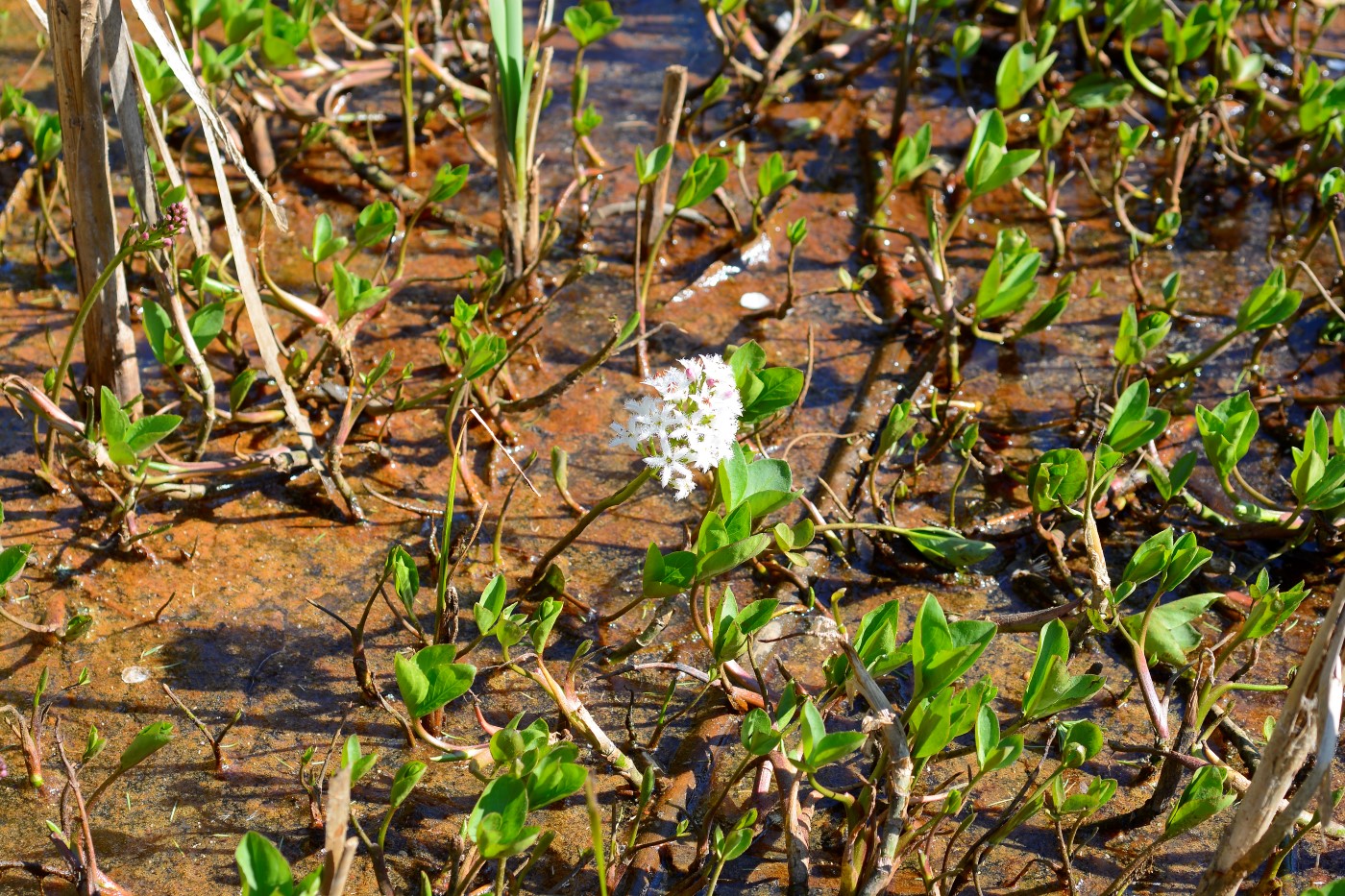 Изображение особи Menyanthes trifoliata.