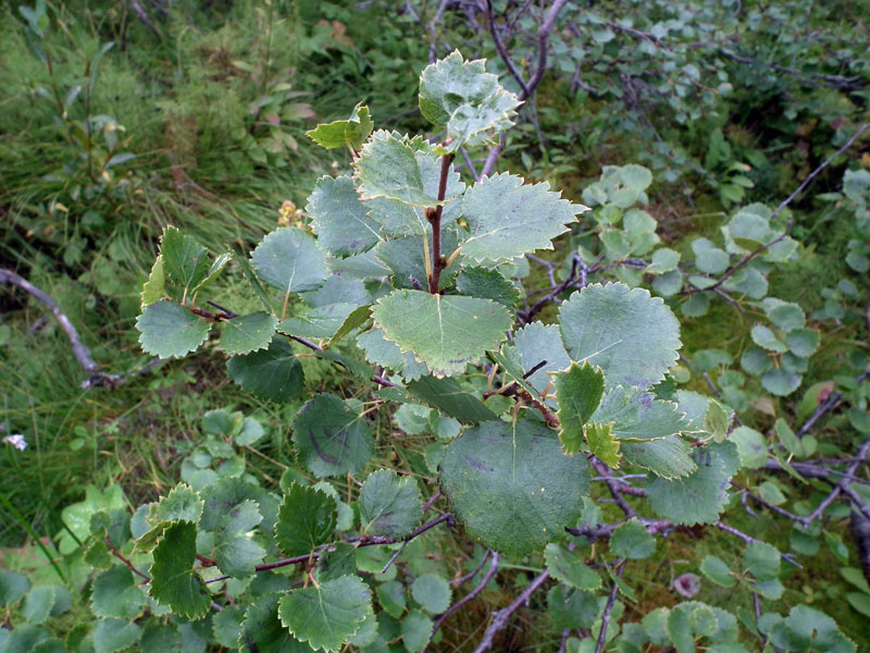 Image of Betula &times; alpestris specimen.