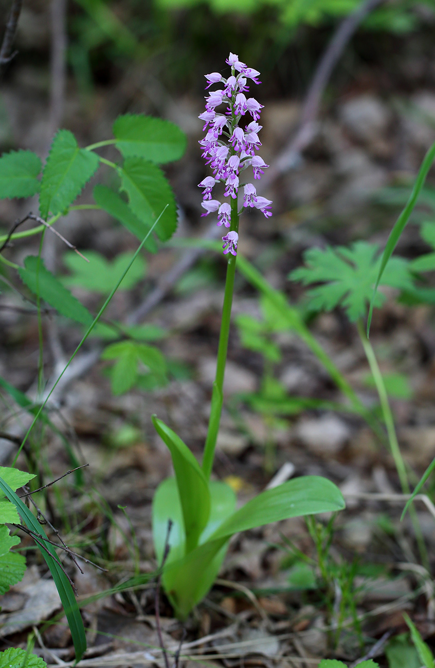 Image of Orchis militaris specimen.