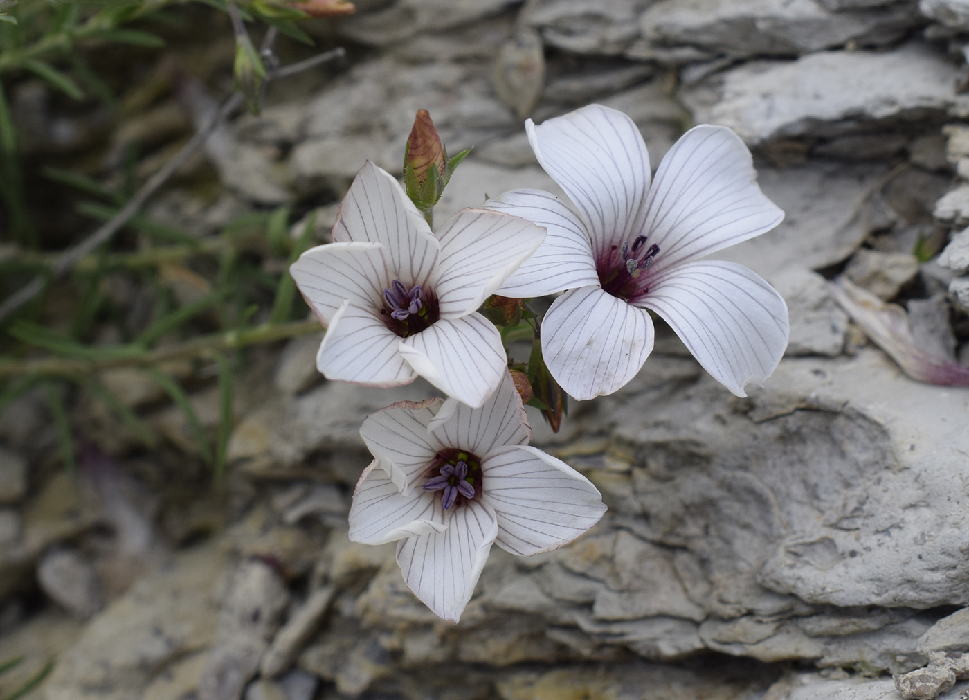 Image of Linum milletii specimen.