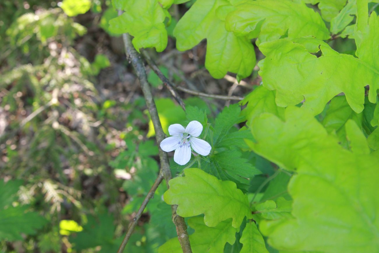 Изображение особи Geranium sylvaticum.