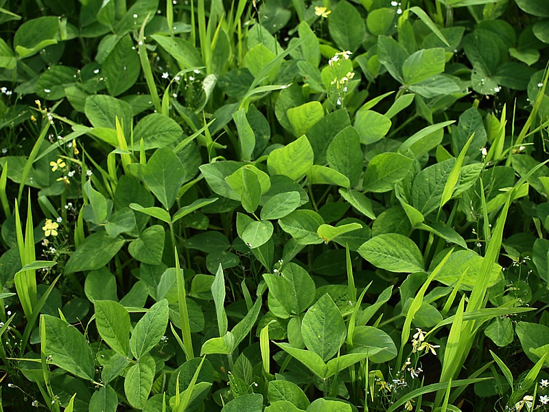 Image of Glycine max specimen.