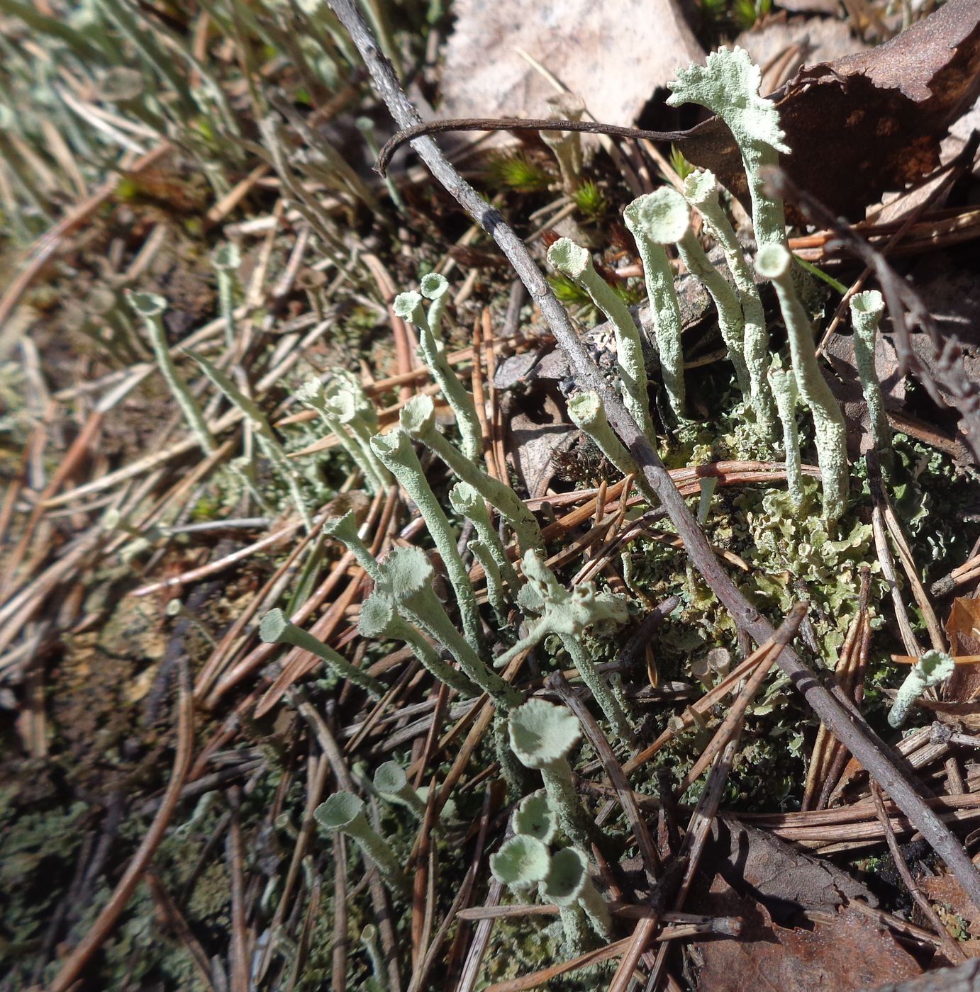 Изображение особи род Cladonia.