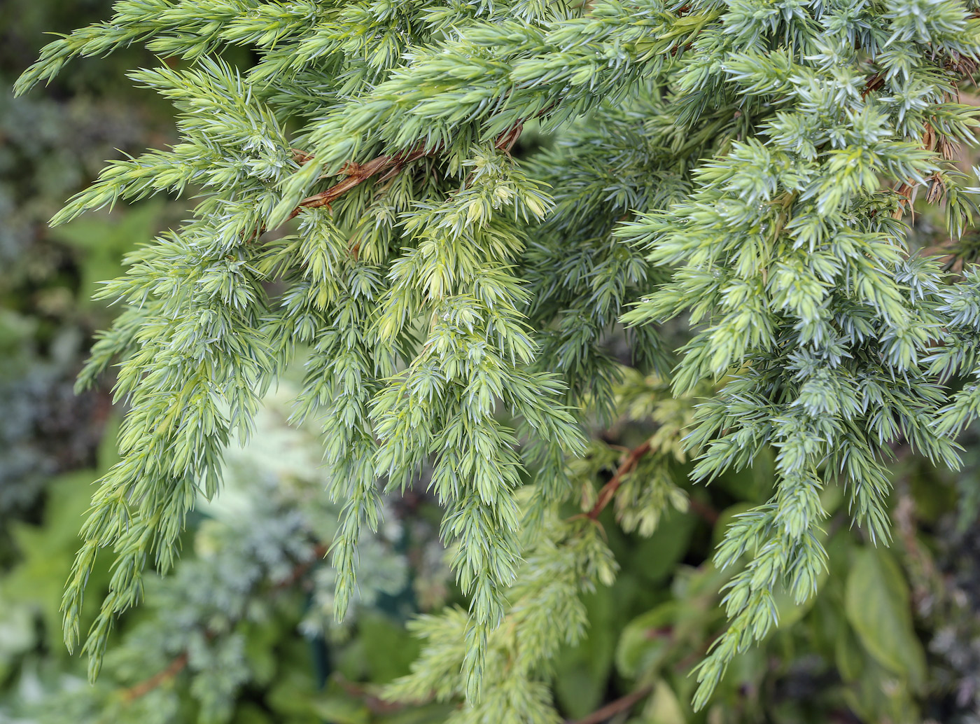 Изображение особи Juniperus squamata.